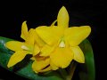 Blc. Gold Bug 'Angel Orchids'